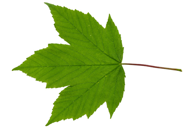 Blatt Bergahorn (Acer pseudoplatanus)