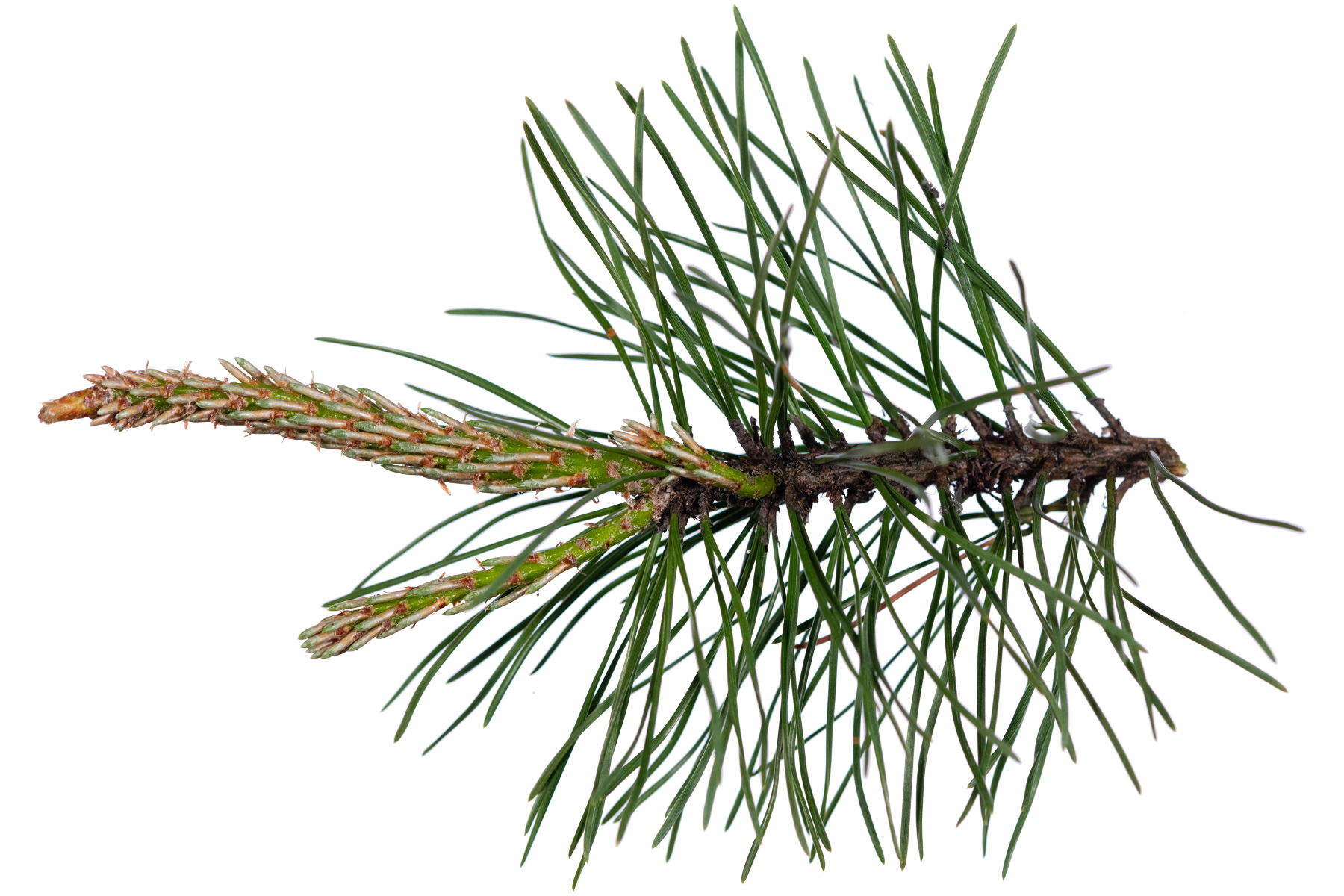 Branche Pin de montagne (Pinus mugo subsp. uncinata)