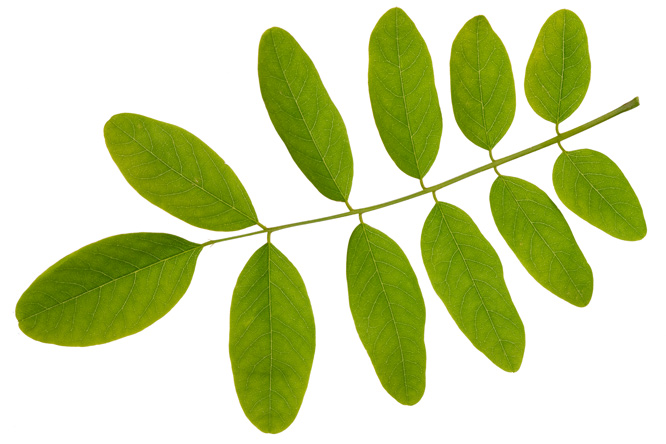 Foglia Robinia (Robinia pseudoacacia)