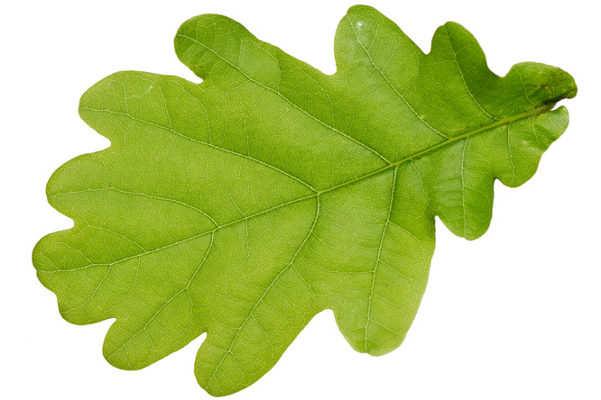 Feuille Chêne pédonculé (Quercus robur)