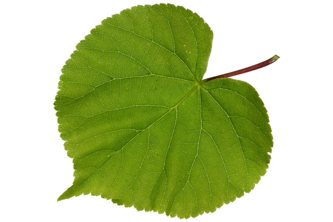 Feuille Tilleul à petites feuilles (Tilia cordata)
