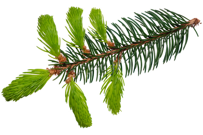 Spruce