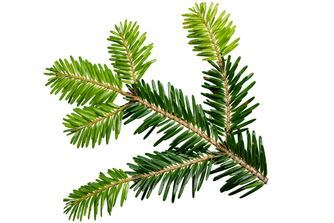  (Branch/Leaf)