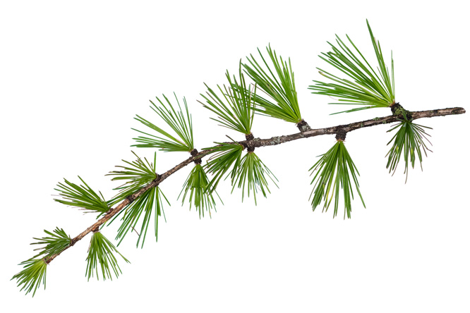 Larch