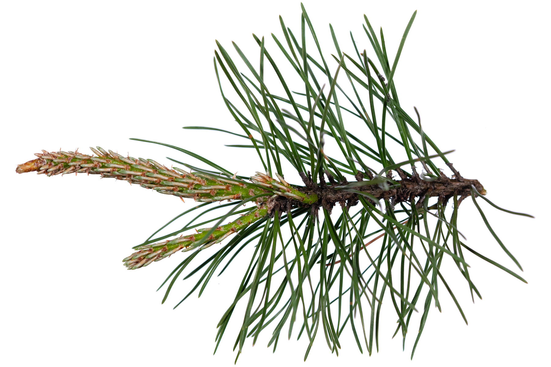  (Branche/Feuille)