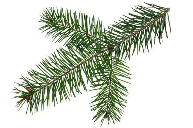 Fir