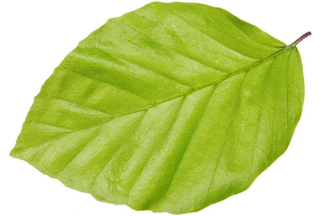 Beech