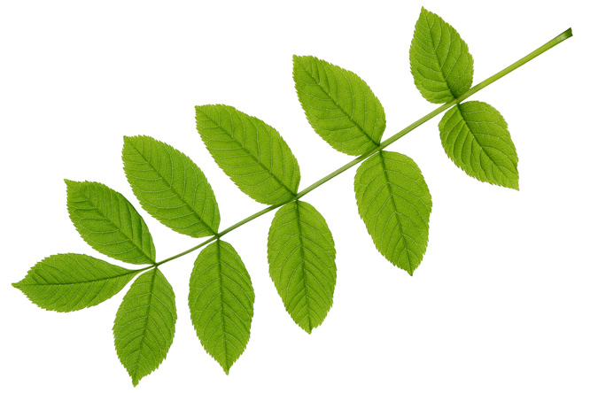  (Branche/Feuille)