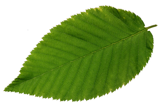  (Branche/Feuille)