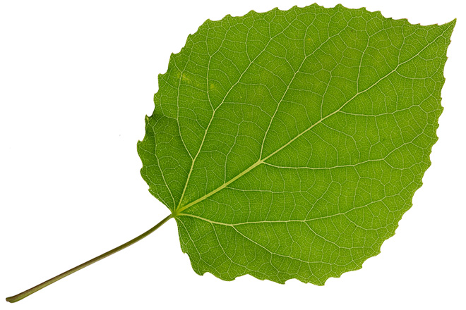  (Branch/Leaf)