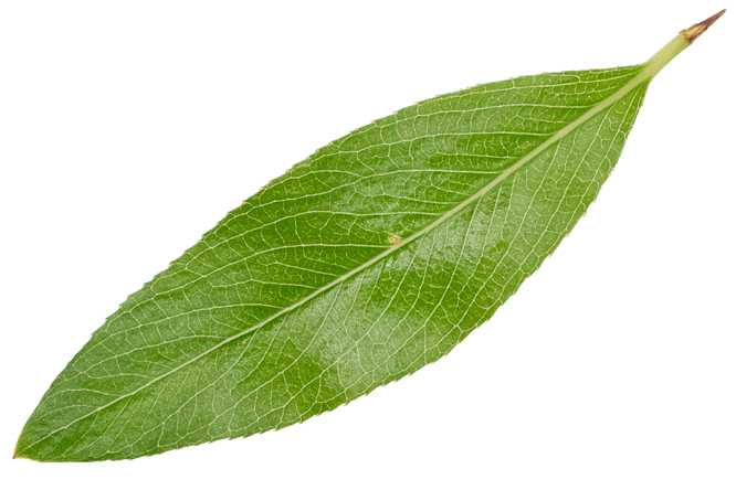 Salix alba (Branche/Feuille)