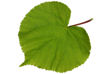 tilleul à petites feuilles