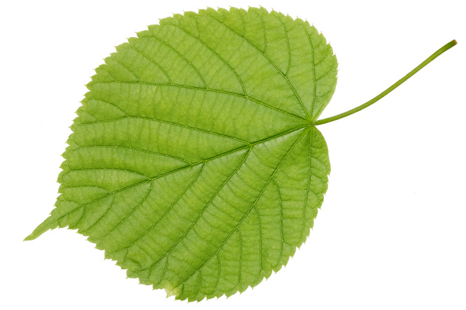  (Branche/Feuille)