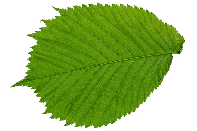  (Branche/Feuille)