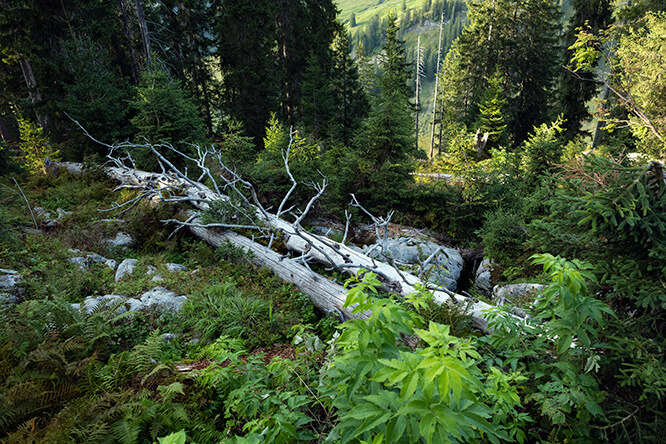 Foto Biodiversität