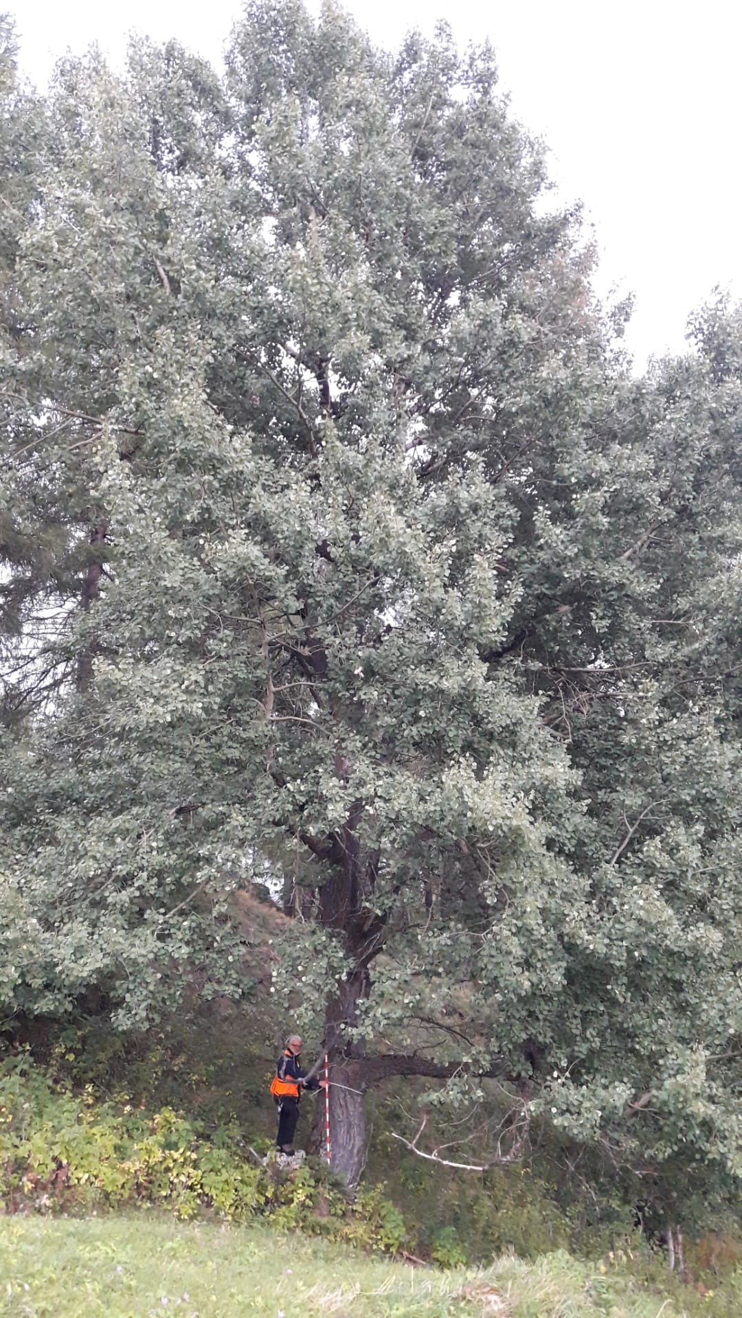 Baumfoto