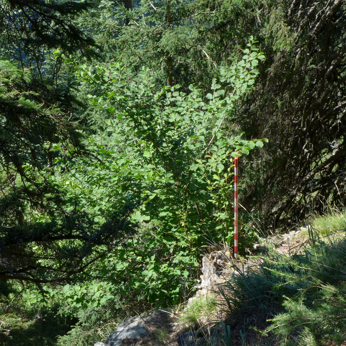 Baumfoto
