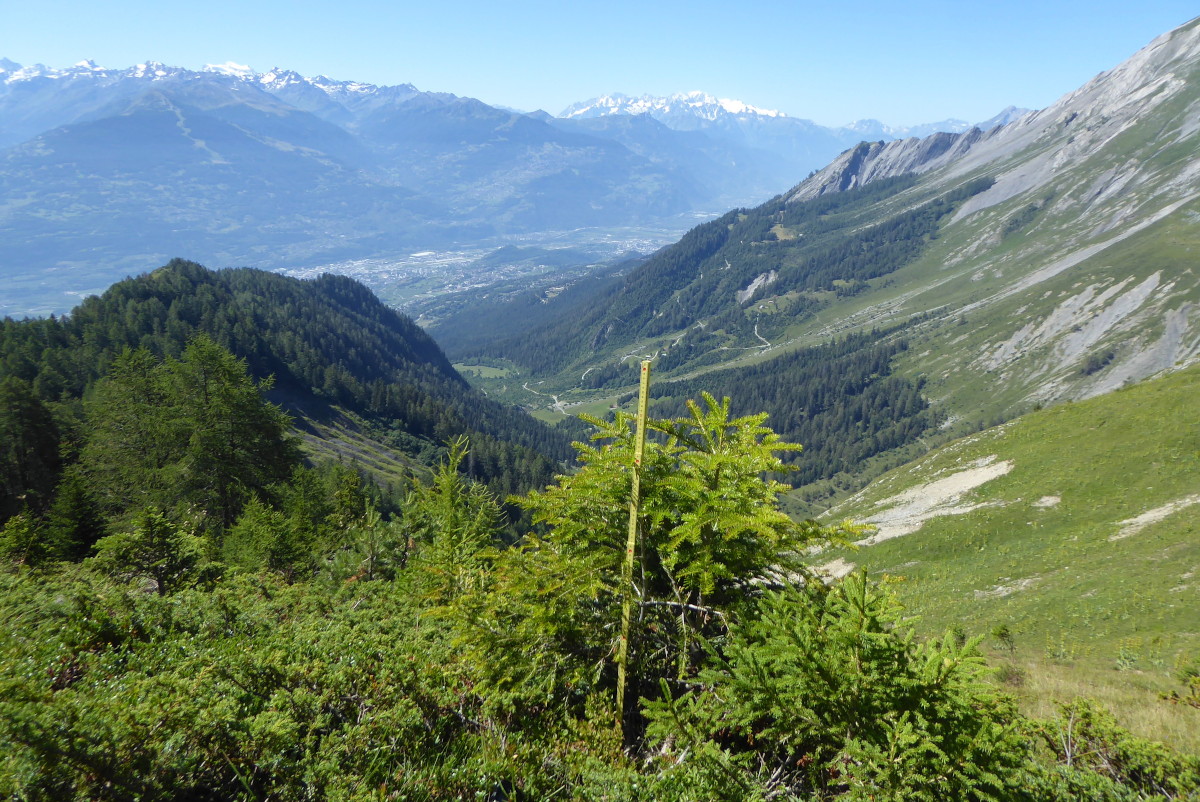 Baumfoto