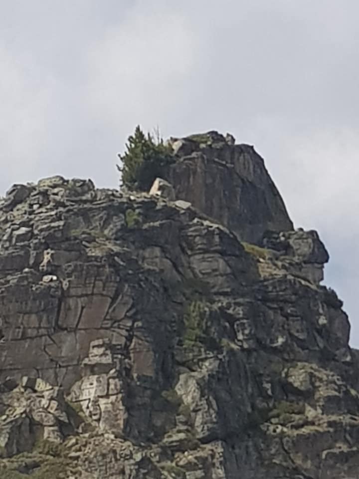 Baumfoto