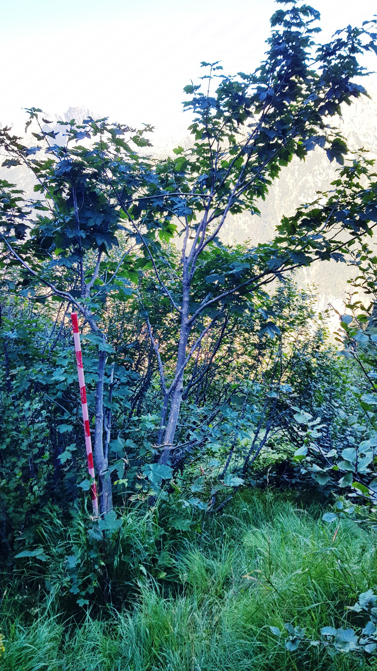 Baumfoto