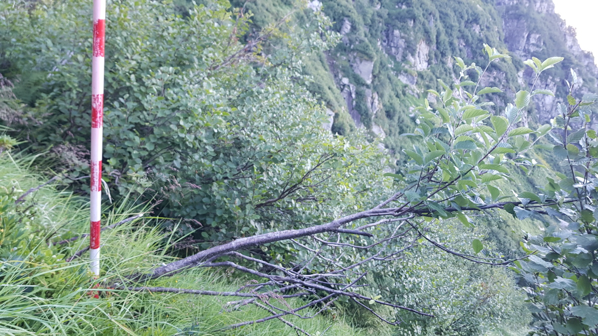 Baumfoto