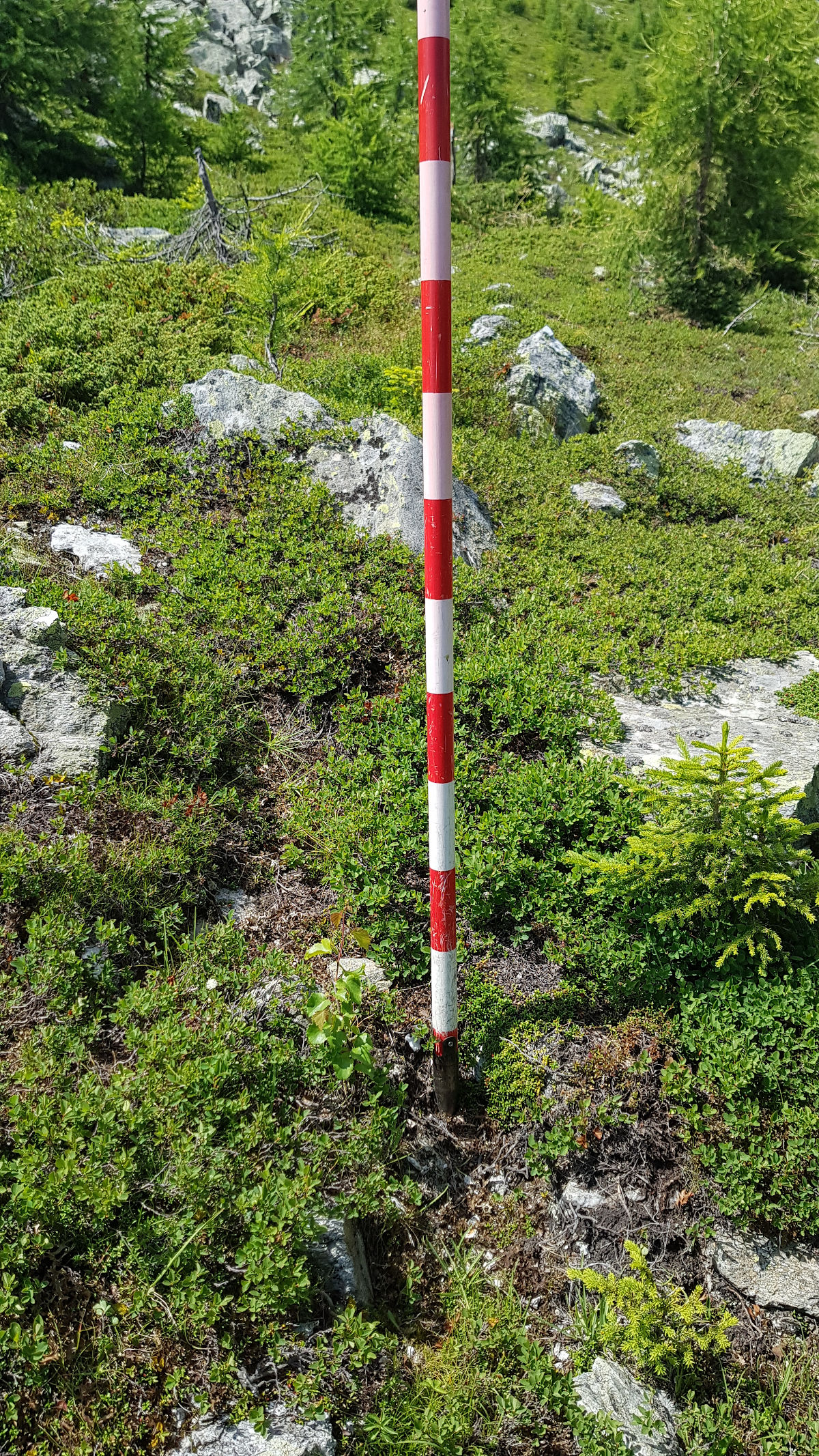Baumfoto