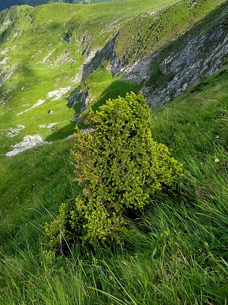 Baumfoto