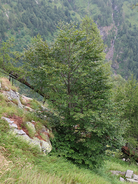 Baumfoto