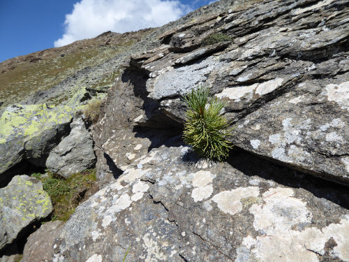 Pinus cembra