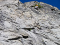 photo de la plante