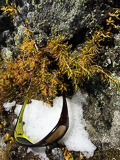 photo de la plante