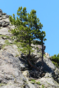 photo de la plante