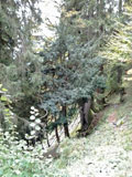 photo de la plante