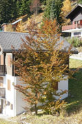 photo de la plante