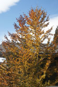 photo de la plante