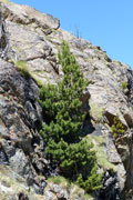 photo de la plante