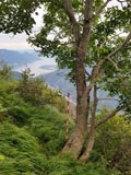 photo de la plante