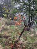 photo de la plante