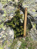 photo de la plante