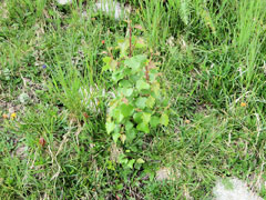 photo de la plante