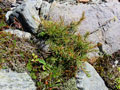 photo de la plante
