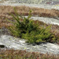 photo de la plante