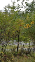photo de la plante