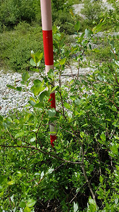 photo de la plante