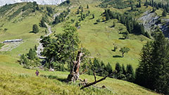 photo de la plante