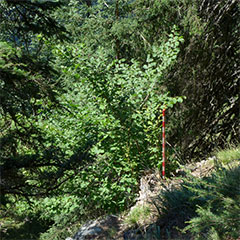 photo de la plante