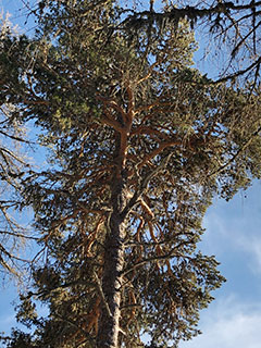 photo de la plante