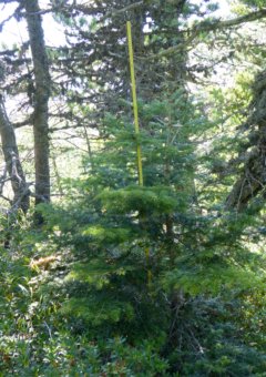 photo de la plante
