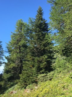 photo de la plante
