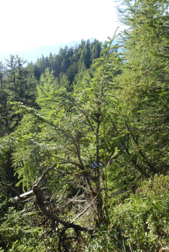 photo de la plante